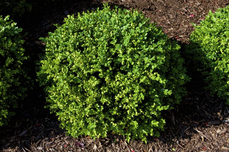 Boxwood Shrub Pruning