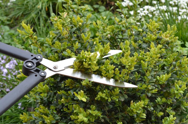 Boxwood Shrub Pruning