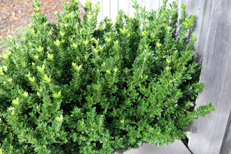 Boxwood Shrub Pruning
