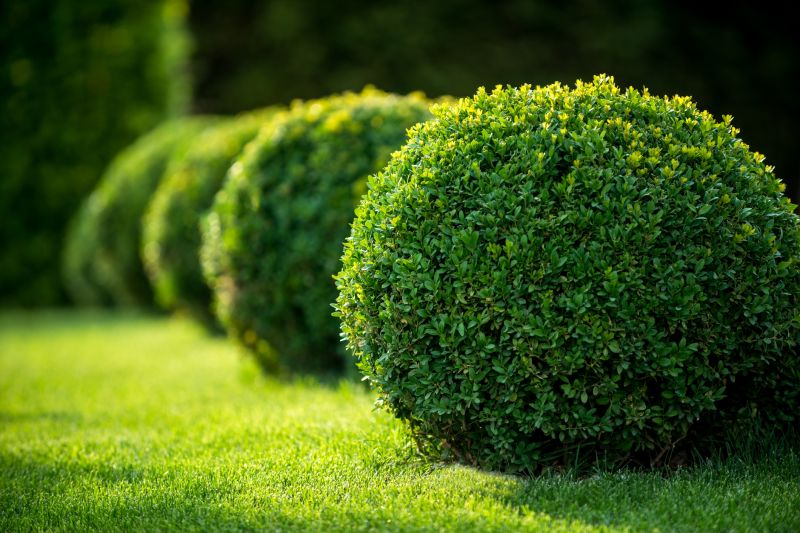 Boxwood Shrub Pruning
