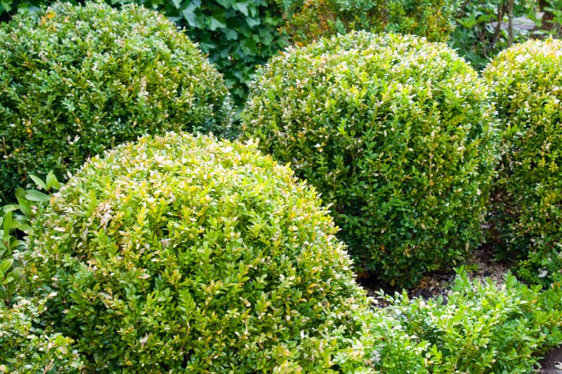 Boxwood Pruning in Winter